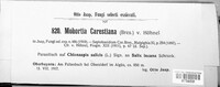 Septobasidium carestianum image